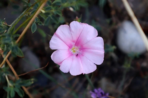 Convolvulus althaeoides 'in pembe çiçeği 