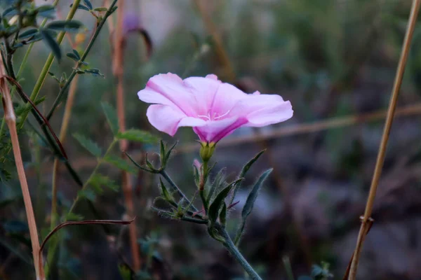 Convolvulus althaeoides 'in pembe çiçeği 