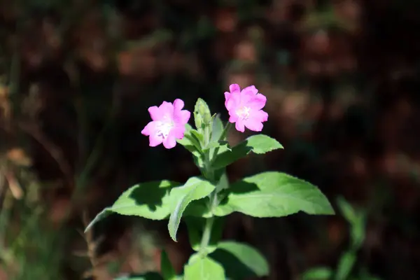 Epilobium hirsutum 'un pembe çiçeği (Kıllı Willonerb)