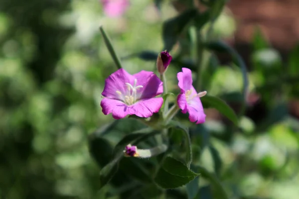 Pink Flower Epilobium Hirsutum Hairy Willowherb — Stock Photo, Image