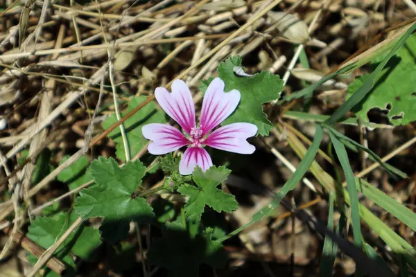 Ortak ebegümeci (Malva sylvestris çiçek)