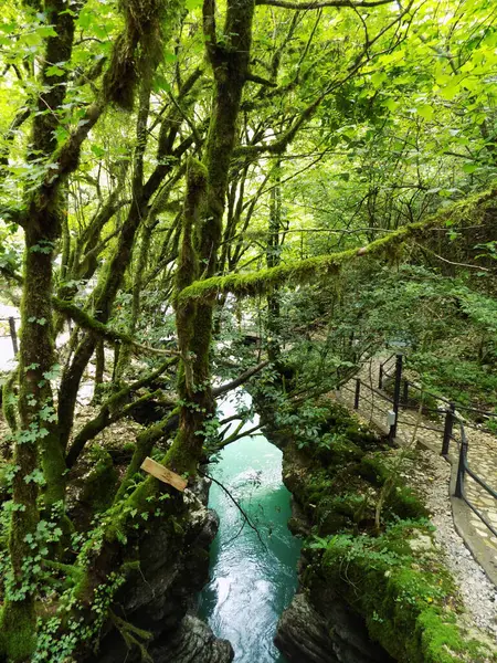 Dar bir kaya kanyonunda berrak mavi bir nehir, bir Colchian boxwood ormanı ve bir yürüyüş yolu. Martvili Kanyonu, Georgia