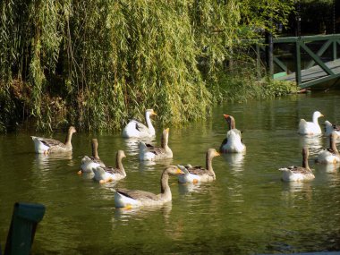 Söğüt ağacının yanındaki gölette kazlar  