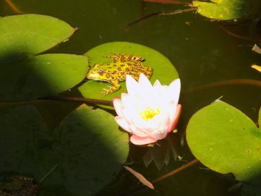 Yaprağın üzerinde pigme su zambağı ve yenilebilir kurbağa. Batumi, Georgia
