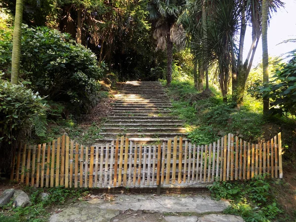 Taş merdiven, palmiye ağaçları ve bambu çitler. Batum Botanik Bahçesi, Georgia        