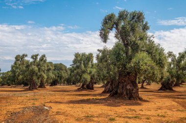 Portakal verimli topraklarda yetişen muhteşem zeytin ağaçları, Puglia, İtalya