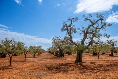 Çok yaşlı zeytin ağaçları, Puglia, İtalya