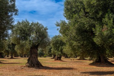 Çok yaşlı zeytin ağaçları, Puglia, İtalya