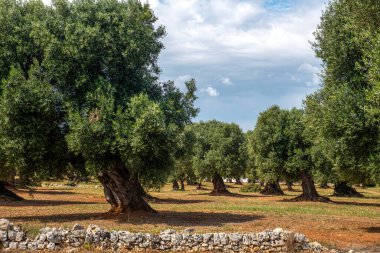 İtalya, Puglia 'da taş bir duvarla çevrili eski bir zeytinlik.