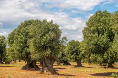 İtalya, Puglia 'da taş bir duvarla çevrili eski bir zeytinlik.