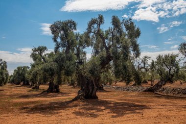 Kocaman, yaşlı ve çok iyi korunmuş zeytin ağaçları.