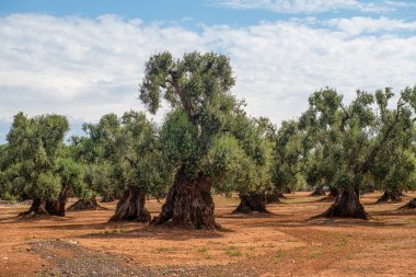 Eski, çok iyi korunmuş zeytin koruluğu ve uzun ömürlü ağaçlar.