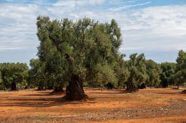 Kocaman, yaşlı ve çok iyi korunmuş zeytin ağaçları.