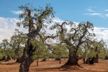 Yaşlı, hasta zeytin ağaçları. Güney İtalya 'da hastalık ağaçları öldürerek ekinleri yok eder.
