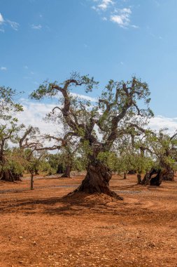 Yaşlı, hasta zeytin ağaçları. Güney İtalya 'da hastalık ağaçları öldürerek ekinleri yok eder.