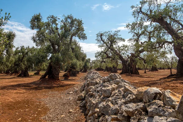 stock image Old olive grove surrounded by a stone wall, Puglia, Italy