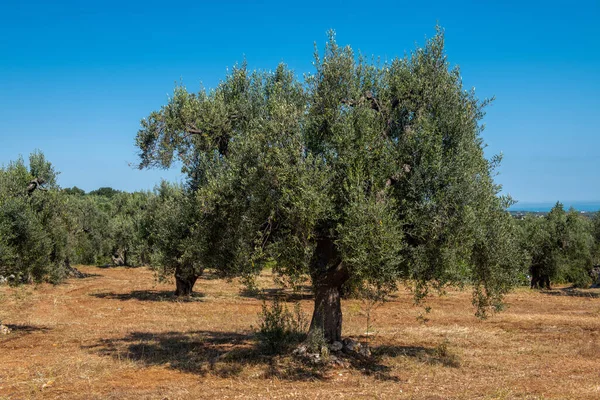 Prachtige Zeer Oude Boom Een Olijfgaard Puglia Italië — Stockfoto