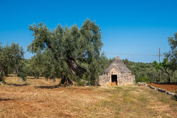 stock image A huge olive tree growing next to a Trullo-stone farmhouse