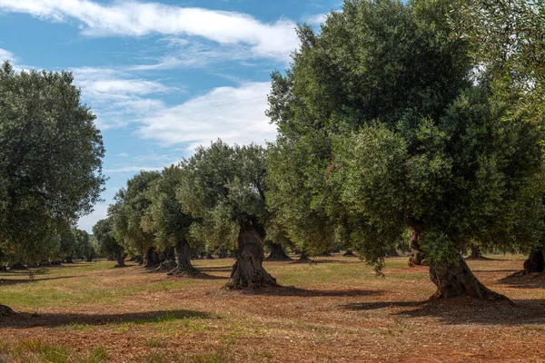 Stary Bardzo Zadbany Gaj Oliwny Wieloletnimi Wielkimi Drzewami — Zdjęcie stockowe