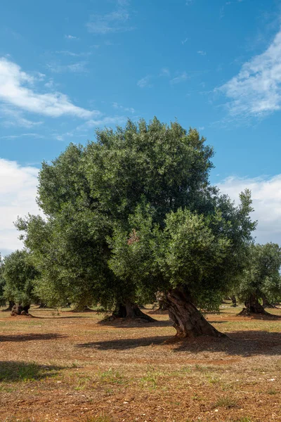 old, very well-kept olive grove with perennial huge trees