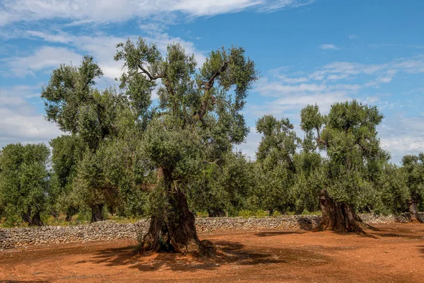 old, very well-kept olive grove with perennial huge trees
