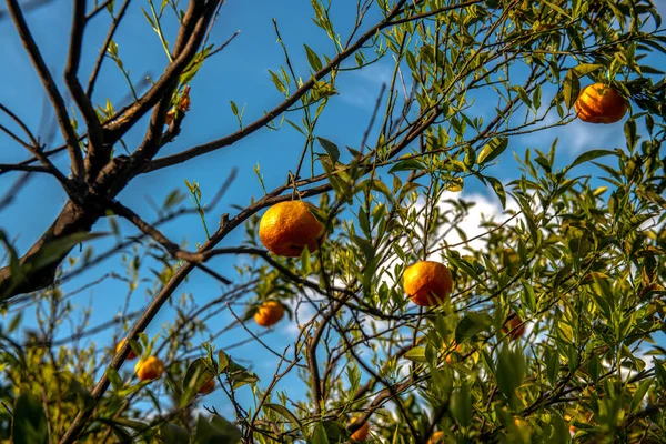 Sonnengereifte Mandarinen Zur Ernte Bereit — Stockfoto