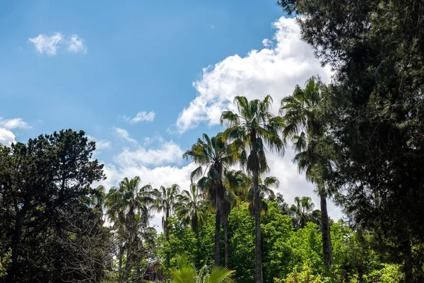Tropischer Park Lecce Süditalien — Stockfoto