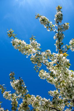 Küçük beyaz çiçeklerle kaplı bir dal.