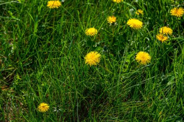 Sarı karahindibalarla kaplı bir çayır.