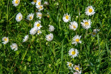 Yeşil çimlerde açan beyaz papatyalar