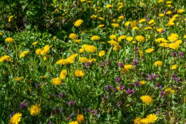Sarı karahindibalarla kaplı bir çayır.