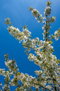 Çiçek açan kiraz ağacının küçük beyaz çiçeklerine yakın plan