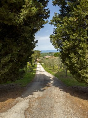 İtalya 'da Toskana' nın tipik bir görüntüsü olan, uzun selvi ağaçlarıyla kaplı, güzel, taş bir villa.