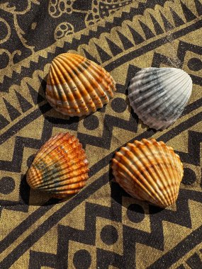 four colorful shells on a patterned blanket clipart