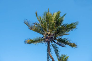 Hindistan cevizi palmiyesi, mavi bulutsuz gökyüzüne karşı gün ışığında uzun yeşil yapraklarla taçlandırılır. Doğayla birlikte hazır duvar kağıdı.
