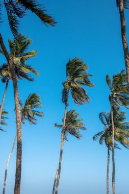 Hindistan cevizi palmiyesi, mavi bulutsuz gökyüzüne karşı gün ışığında uzun yeşil yapraklarla taçlandırılır. Doğayla birlikte hazır duvar kağıdı.