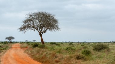 Afrika savanasından geçen kırmızı, kumlu bir yol ufuktaki yalnız bir ağaca doğru gidiyor. Bu engebeli, doğal manzara vahşi doğanın güzelliğini ve sükunetini yansıtıyor..