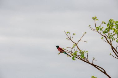 Carmine taçlı arı yiyici (Merops nubicoides), savana bölgelerinde bulunan küçük, renkli kuşlar, Tsavo Ulusal Parkı ve Taita Hills Reserve, Kenya, Afrika