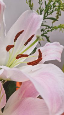 Bu yakın plan fotoğraf pembe ve beyaz bir zambak çiçeğinin narin güzelliğini yakalar. Yumuşak yapraklar mükemmel bir spiral şeklinde dizilmiştir ve çiçeğin ortasında canlı sarı bir taç vardır.