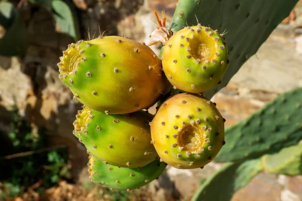 Indian Fig Prickly Pear Cactus