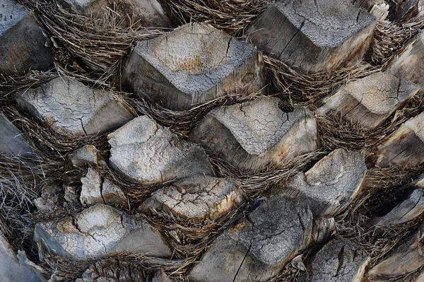 stock image Palm tree bark texture background