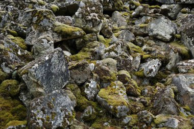 Yosun kaplı taşların dokusu