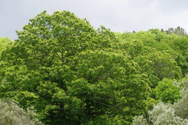 Portugisisk Kastanjeträd Blom Berget — Stockfoto
