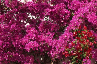 Bougainvillea çalısı ve çiçek açan pembe çiçekler.