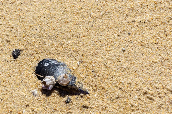 在沙滩上的蓝色贻贝壳 — 图库照片
