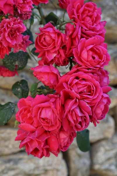 Viele Blumen Von Schönen Rosa Rosen Voller Blüte — Stockfoto