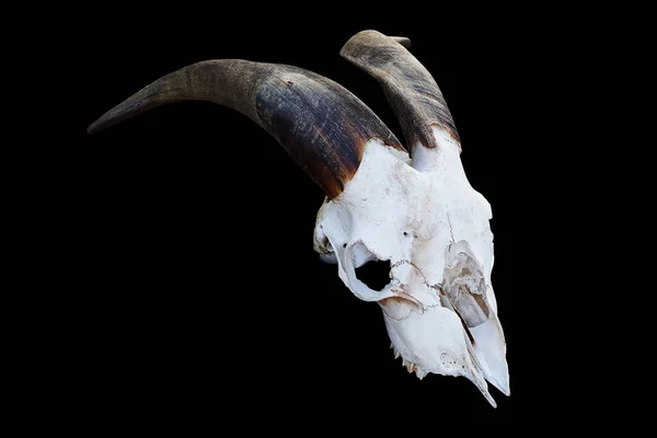黒い背景の牛の頭蓋骨 — ストック写真