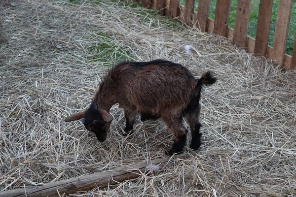 Bébé Chèvre Dans Pâturage — Photo
