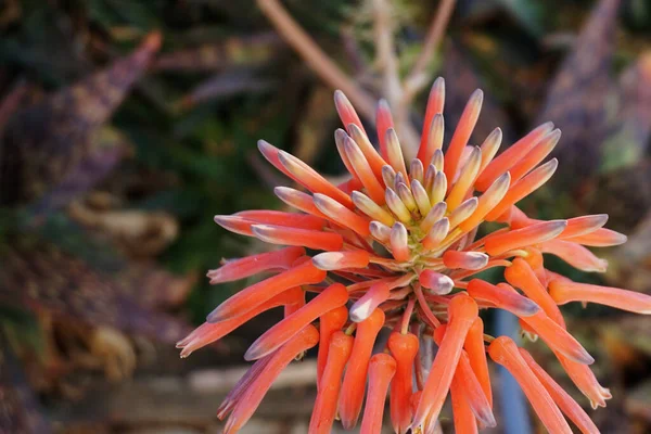 Testa Fiore Cactus All Aloe Maculata Arancione — Foto Stock