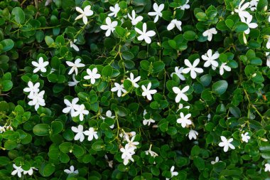 Küçük beyaz çiçekli yeşil yapraklar